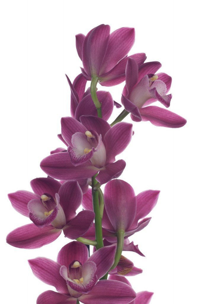 орхидея ветка