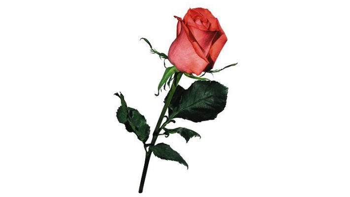 Роза Сочи [Мордовия, 50 см.]