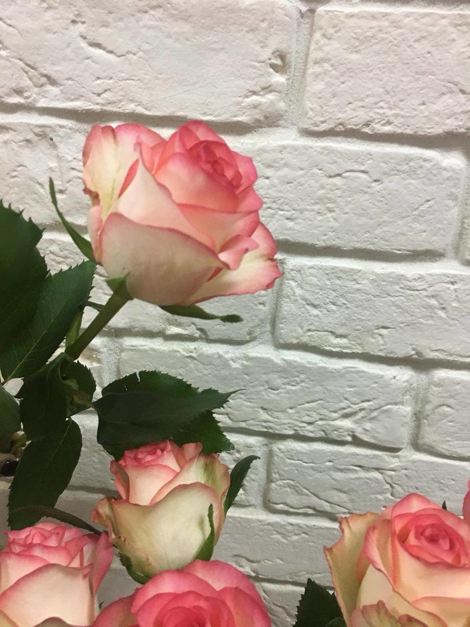 Роза чайно-гибридная Джумилия
