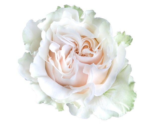 Роза белая 60см.