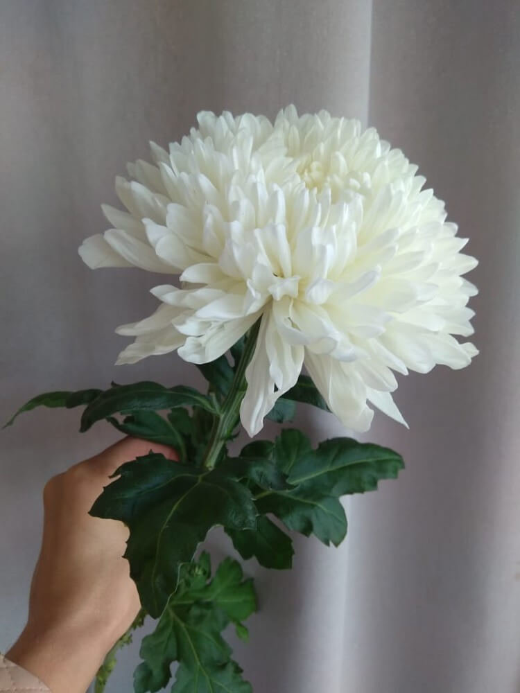 Хризантема одноголовая